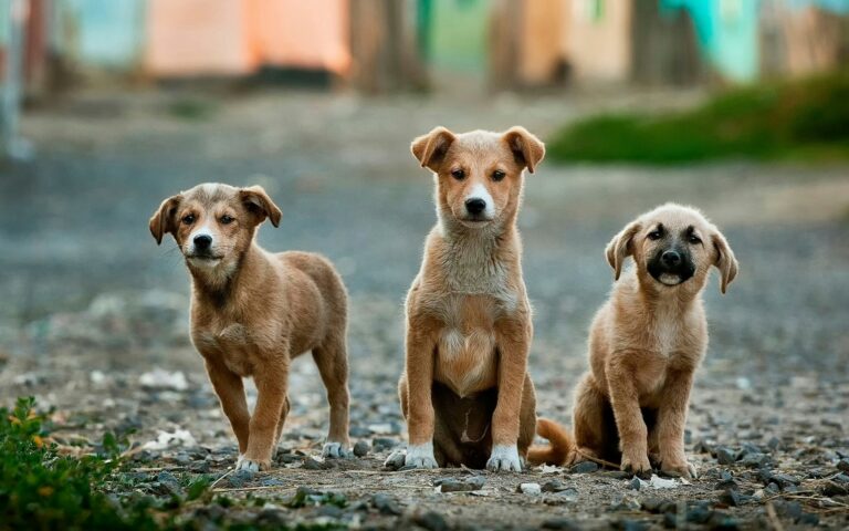 What Type of Dog is Khamba? The Loyal and Strong Tibetan Mastiff