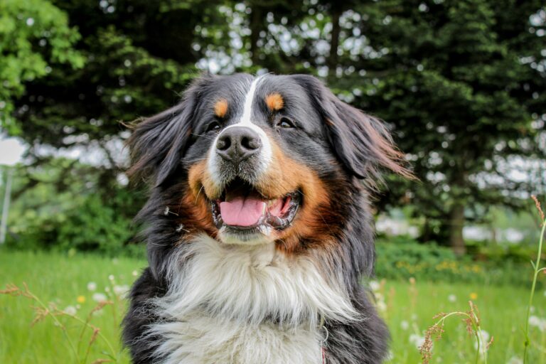 Adorable & Healthy Bernese Mountain Dog Puppies for Sale