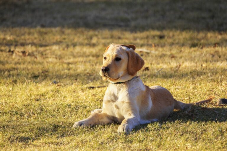 Black Golden Retriever: Loyal, Friendly and  Family Companions.