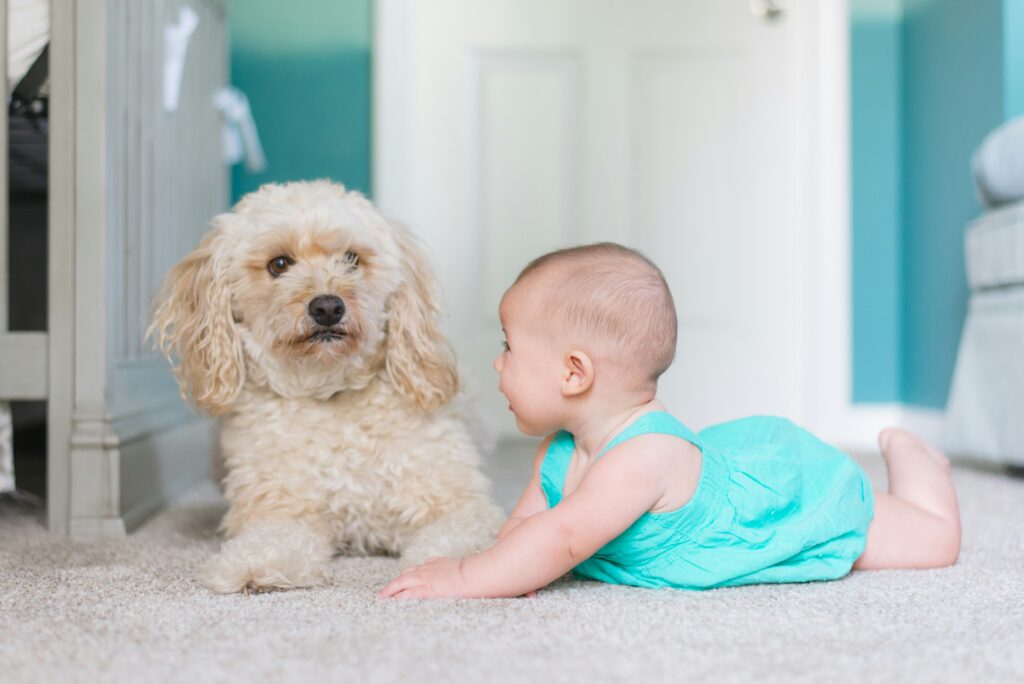 cavapoo puppies for sale