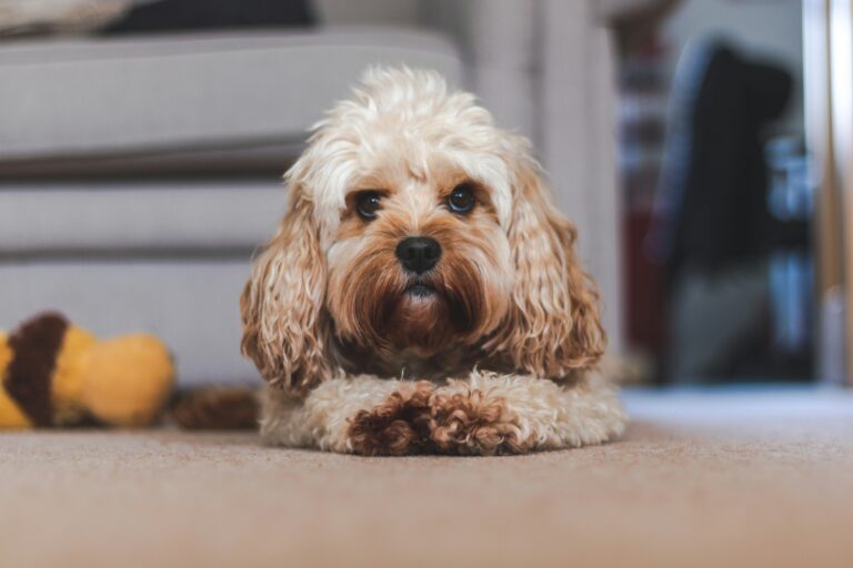 Cavapoo Puppies: A Guide to a Good Family Friend